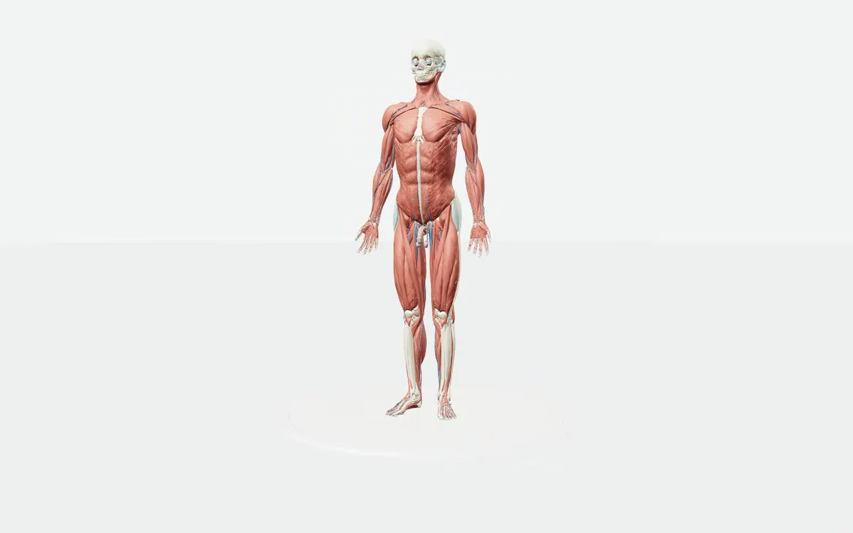 3D anatomy model separating into its anatomical systems
